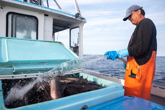 A fisherman hoses off his dogfish catch