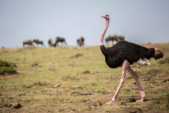 Male ostrich (Struthio camelus), Masai Mara National Reserve, Kenya