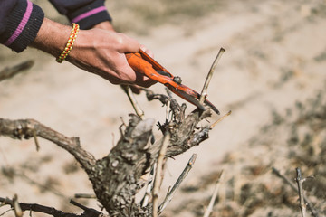 Naklejka premium Poda de un viñedo