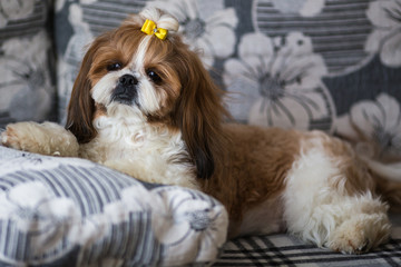 Portrait of a cute puppy dog shih tzu with bow lying on a couch at home