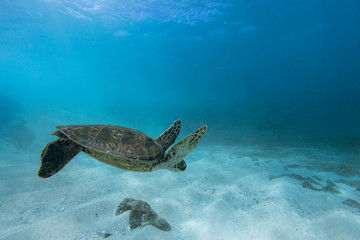 Underwater picture of Hawaiian sea turtle swimming, Sharks Cove, Oahu, Hawaii, USA