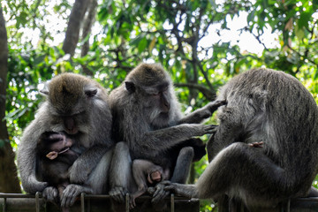 Three monkeys sit and interact each other. At Monkey forest Ubud, people feed monkey and treat them lovely. © Pande
