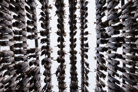 Rows of cod stockfish hang to dry in winter air, Lofoten Islands, Norway