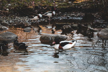 Ducks in Pond