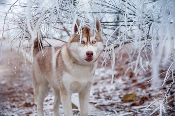  Siberian Husky dog in winter on a walk looking at camera 