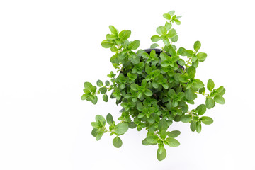Obraz premium Fresh green spices isolated on white background, top view.