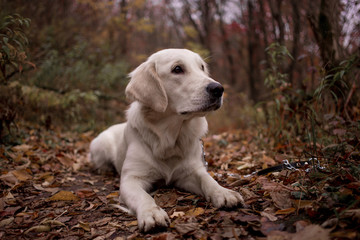 Golden Retriever in the autumn forest