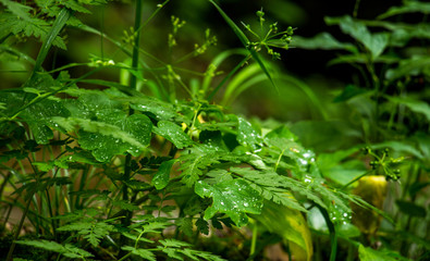 Droplets of rain on meadow green plants 