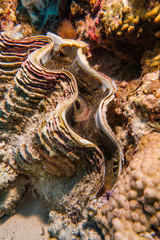 Obraz na płótnie Canvas Giant Clam in the Red Sea Colorful and beautiful, Eilat Israel