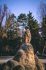 Meerkat in Park