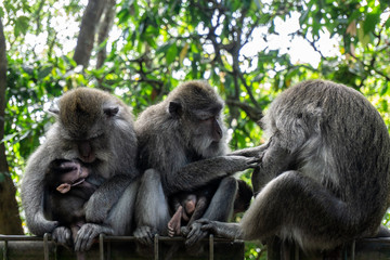 Naklejka na ściany i meble Three monkeys sit and interact each other. At Monkey forest Ubud, people feed monkey and treat them lovely.