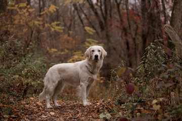 Golden Retriever in the autumn forest