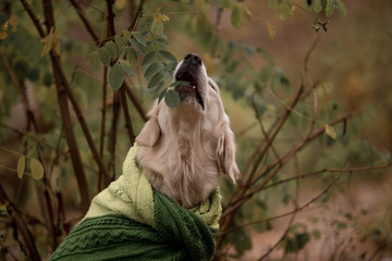 Golden Retriever in the autumn forest