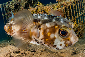 Diodon fish in the Red Sea Colorful and beautiful, Eilat Israel