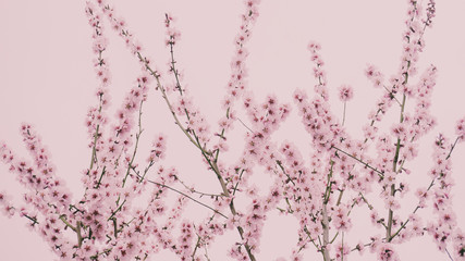 Rosa Kirschbl&uuml;ten