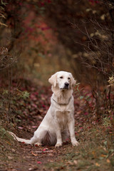 Golden Retriever in the autumn forest