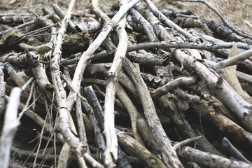 Pile ow branch
