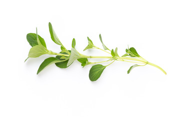 Herbal spice on a white background. Top view.