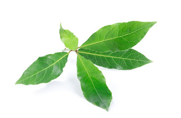 Obraz premium Bay leaves isolated on white background