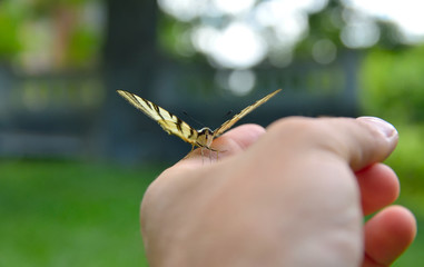 Papilio machaon on hand