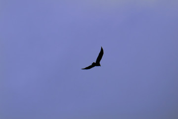silhouette of crows on the background of the sky , a raven in flight