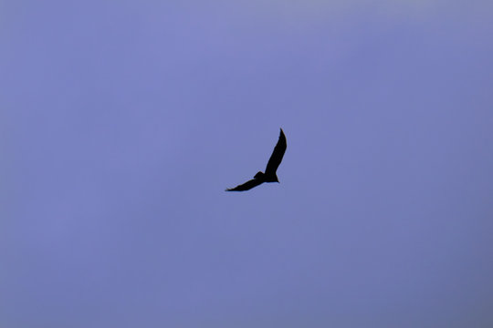 silhouette of crows on the background of the sky , a raven in flight
