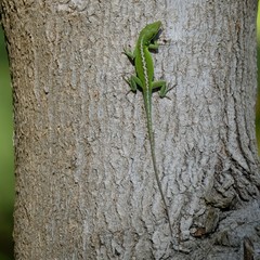 LIzard
