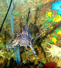 выставка рыб