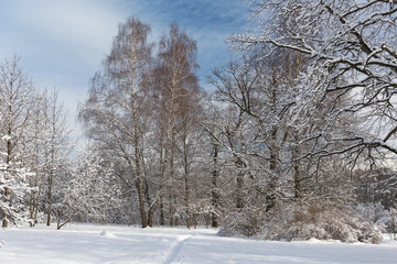 Footpath in the Moscow city Park. Trees in snow. Sunny winter day.