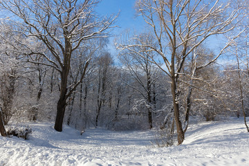 Fototapeta na wymiar Landscape ravine overgrown with old trees in the Moscow Botanical garden. Trees in snow. Winter, Sunny frosty day.