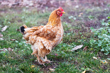 Brown chicken in the garden. Breeding of poultry_+