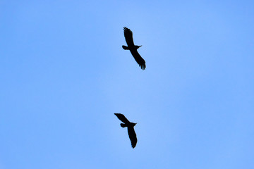 silhouette of crows on the background of the sky , a raven in flight