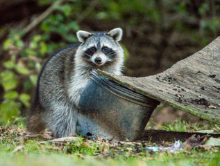 A single city Raccoon hunts for food around a backyard.