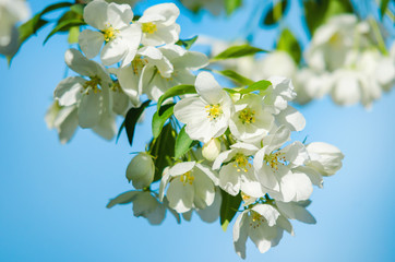 Obraz premium Apple blossoms against the blue sky in spring.