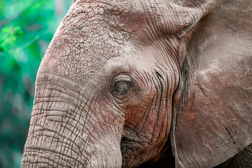 elephant © Herbert
