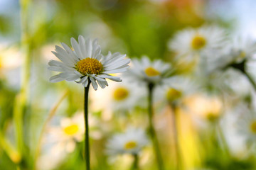 a beautiful little daisy with a green background and bokeh