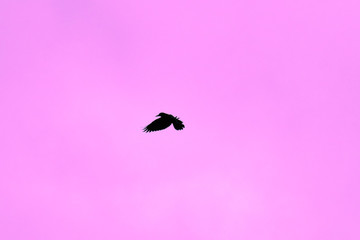 silhouette of crows on the background of the sky , a raven in flight