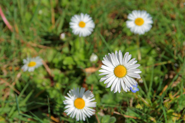 Margherite nel prato, Daisy flower in the grass