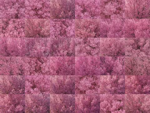 Digital composite of blooming pink cherry trees
