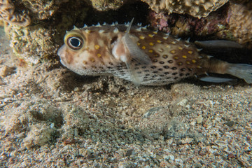 Diodon fish in the Red Sea Colorful and beautiful, Eilat Israel
