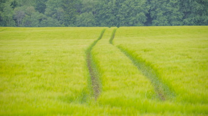 Obraz na płótnie Canvas 10556_A_wide_field_of_the_green_rice_grains.jpg