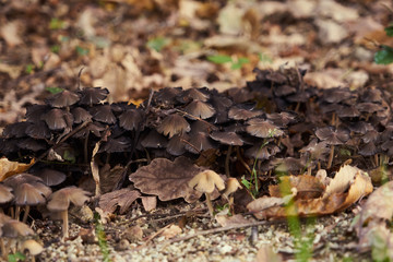 Champignons toxiques variété galère marginée .