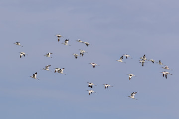 pied avocet (recurvirostra avosetta) in flight