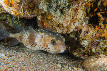Diodon fish in the Red Sea Colorful and beautiful, Eilat Israel
