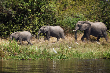 The African bush elephant (Loxodonta africana) group of elephants walking in a row along the river. Elephants family near the river.