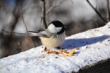 Black-capped Chickadee with some Peanuts