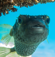 Diodon fish in the Red Sea Colorful and beautiful, Eilat Israel
