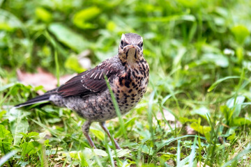 Young thrush on green grass close-up