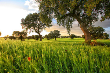 Cereal crops and oak forest around the National Park Daimiel tables. Ciudad Real