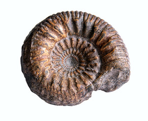 Sea shell isolated on white background. Ammonite.